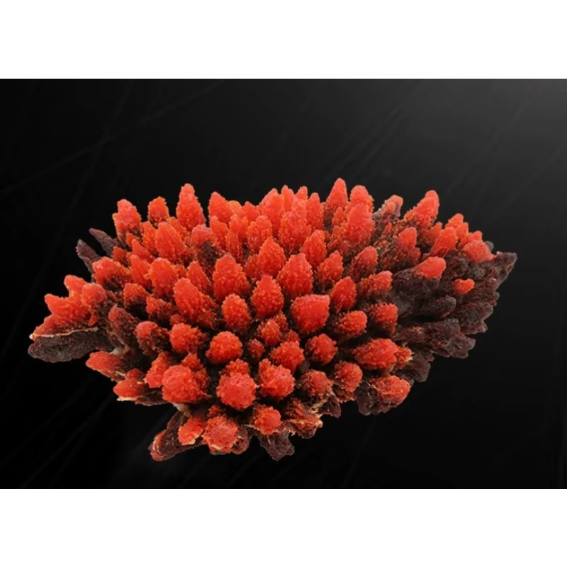 Decoração de Aquário de Recife - Aquarium Marine Rock avaliação e preço