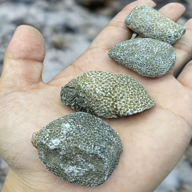 1 peça de Rocha de Coral Natur - Aquarium Marine Rock avaliação e preço